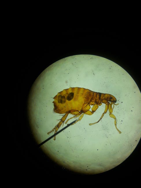 Termites